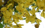 Hồ Tây ngập sắc vàng hoa muồng hoàng yến